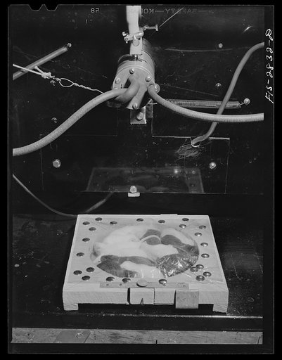 Untitled photo, possibly related to: X-raying mice as part of work on disease resistance in the genetics laboratory at Iowa State College. Ames, Iowa