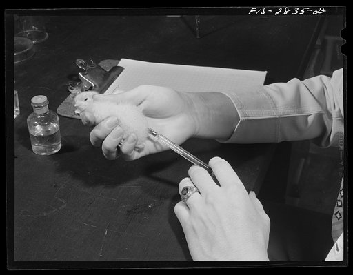 Inoculating a chick as part of work being done in the genetics laboratory in breeding a strain of chichens that are not susceptible to fowl typhoid. Iowa State College. Ames, Iowa