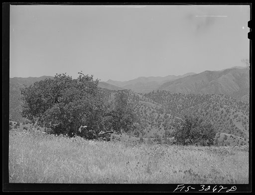 Untitled photo, possibly related to: Kern County, California. Low-growing trees in the mountains