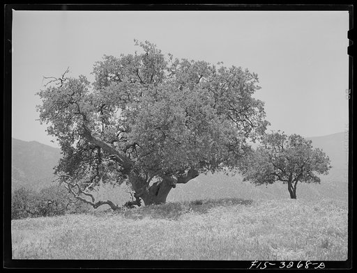 Kern County, California. Low-growing trees in the mountains