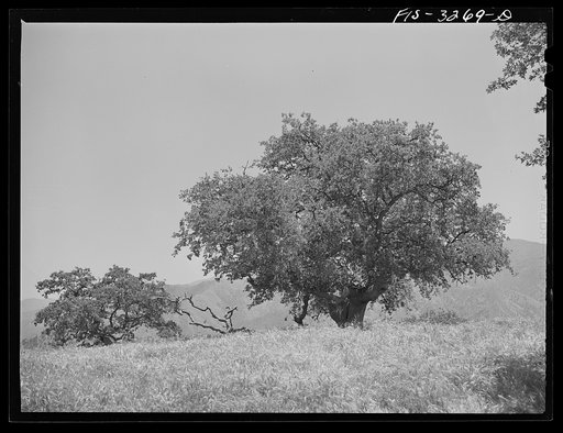 Untitled photo, possibly related to: Kern County, California. Low-growing trees in the mountains