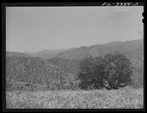 Untitled photo, possibly related to: Kern County, California. Low-growing trees in the mountains