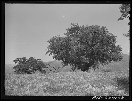 Kern County, California. Low-growing trees in the mountains