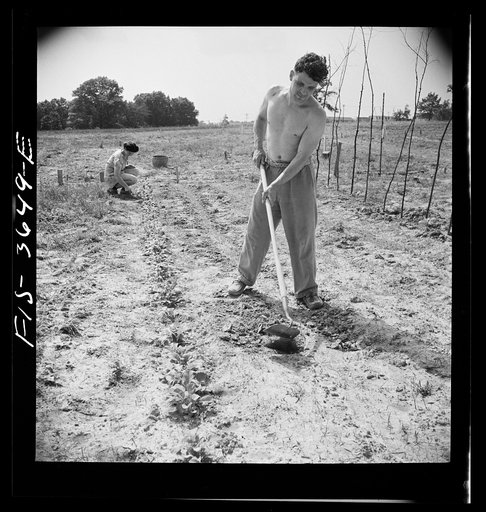Greenbelt, Maryland. Tenants cultivating their garden plot. Each tenant receives a fifty foot plot. It costs him a dollar to have it plowed, and he must then take care of it himself, or make some arrangement with a neighbor. Plots are situated outside the housing zone