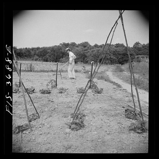 Untitled photo, possibly related to: Greenbelt, Maryland. Residents working in their garden plot
