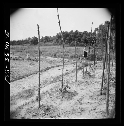 Untitled photo, possibly related to: Greenbelt, Maryland. Residents working in their garden plot