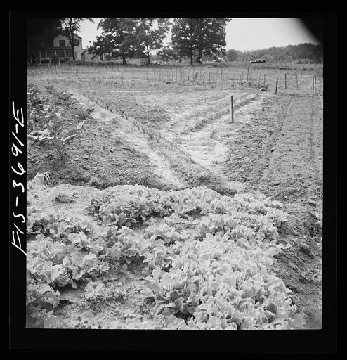 Untitled photo, possibly related to: Greenbelt, Maryland. Residents working in their garden plot