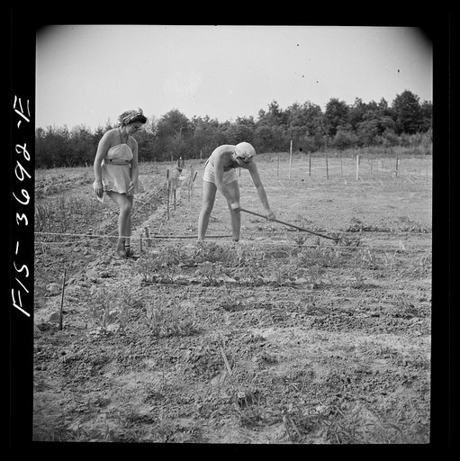 Untitled photo, possibly related to: Greenbelt, Maryland. Residents working in their garden plot