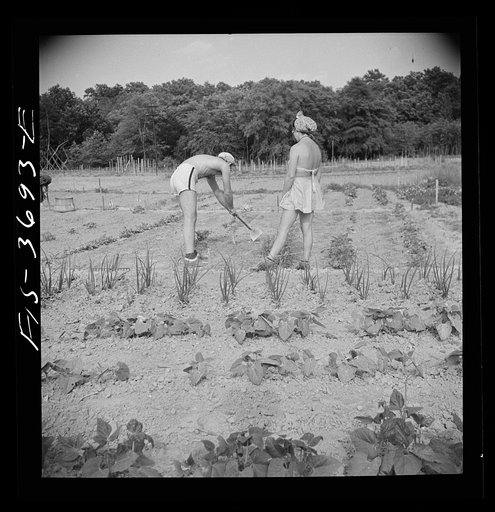 Greenbelt, Maryland. Residents working in their garden plot