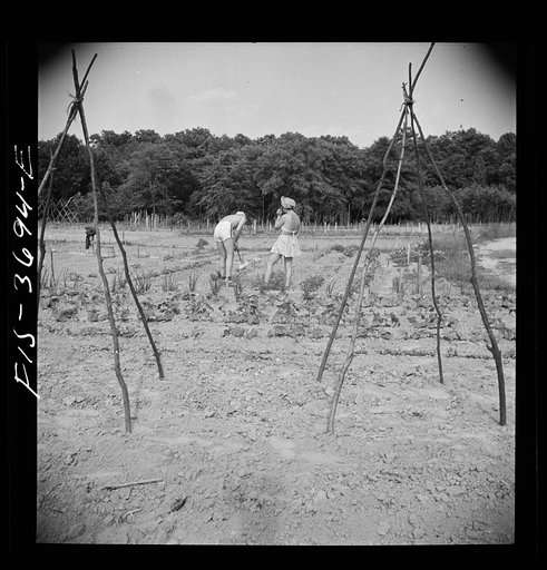 Greenbelt, Maryland. Residents working in their garden plot