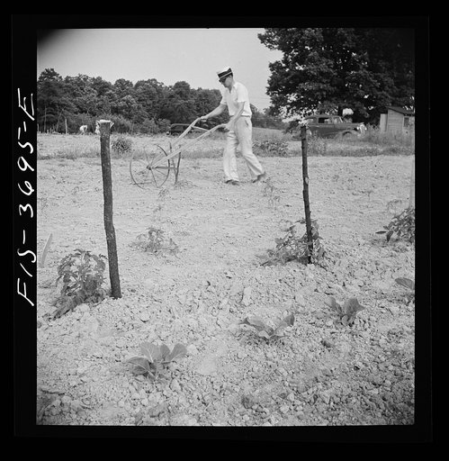 Untitled photo, possibly related to: Greenbelt, Maryland. Residents working in their garden plot