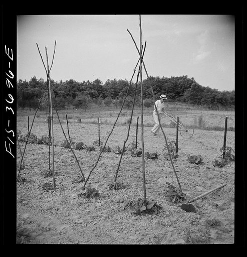 Greenbelt, Maryland. Residents working in their garden plot