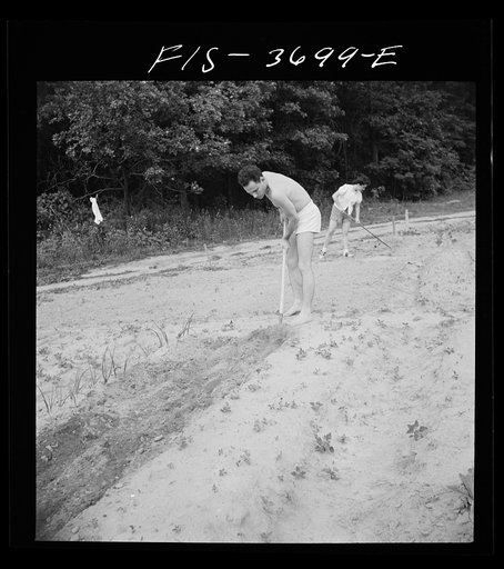 Untitled photo, possibly related to: Greenbelt, Maryland. Residents working in their garden plot