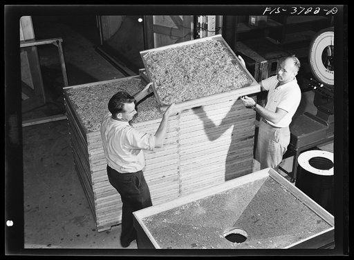 Emptying dehydrated cabbage into hopper. Western regional agricultural research laboratory. Albany, California