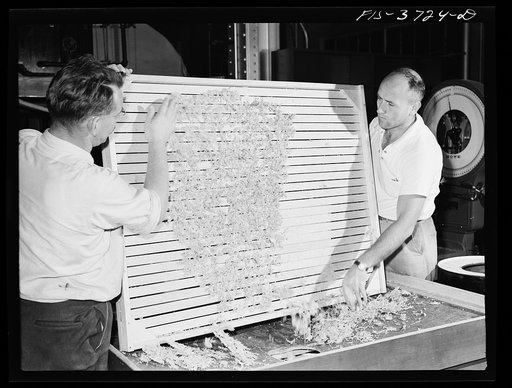 Emptying dehydrated cabbage into hopper. Western regional agricultural research laboratory. Albany, California