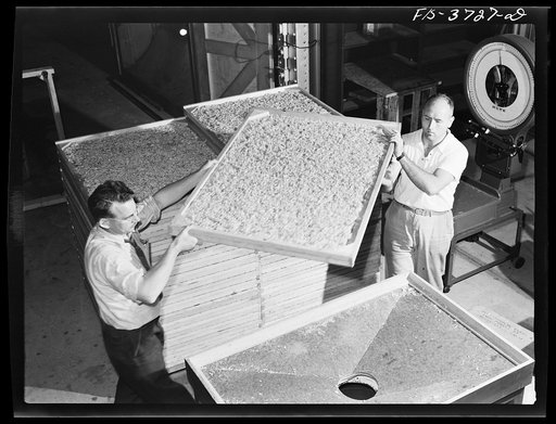 Emptying dehydrated cabbage into hopper. Western regional agricultural research laboratory, Albany, California