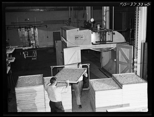 Trays of dehydrated cabbage freshly removed from cabinet dryer. Regional agricultural research laboratory, Albany, California