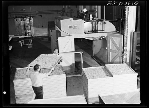 Trays of dehydrated cabbage freshly removed from cabinet dryer. Regional agricultural research laboratory, Albany, California