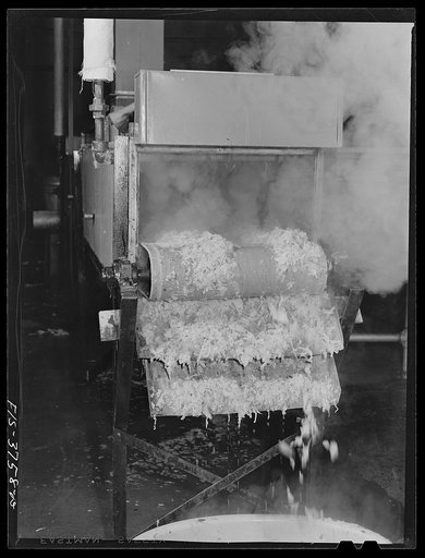 Cabbage coming from blanching chamber. Regional agricultural research laboratory, Albany, California