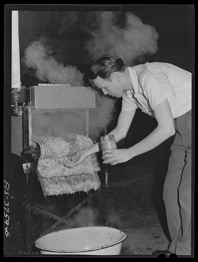 Taking a sample of blanched cabbage. Blanching is one of the methods used for slight precooking of vegetables for dehydration. Regional agricultural research laboratory, Albany, California