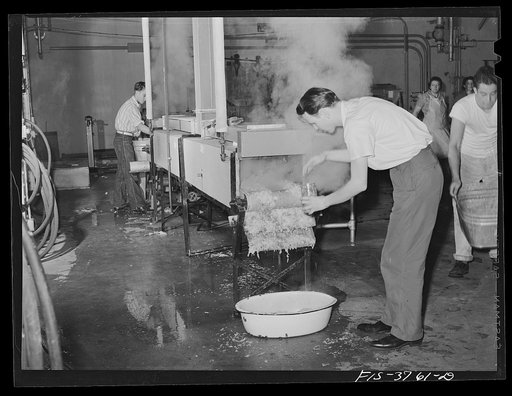 Taking a sample of blanched cabbage; blanching is one of the methods used for slight precooking of vegetables for dehydration. Regional agricultural research laboratory, Albany, California