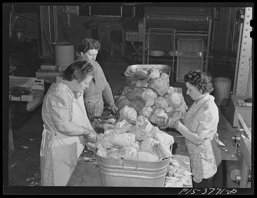 Preparing cabbage for dehydration. Regional agricultural research laboratory, Albany, California