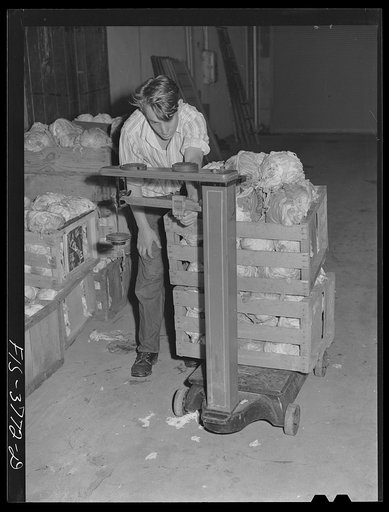 Weighing cabbage for dehydration. Regional agricultural research laboratory, Albany, California