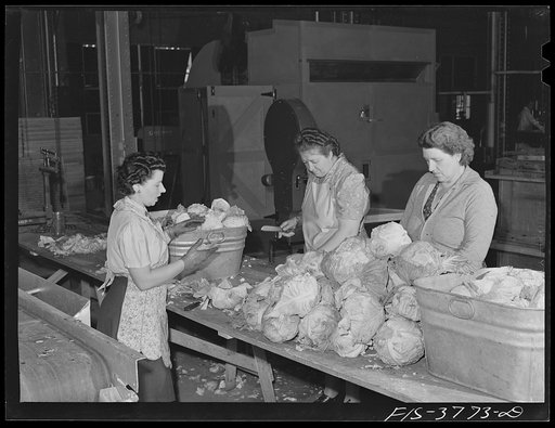 Weighing cabbage for dehydration. Regional agricultural research laboratory, Albany, California