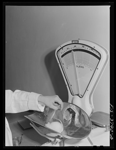 Untitled photo, possibly related to: Weighing white rat as part of procedure in bio-assay method of determining vitamin content of dehydrated eggs. Regional agricultural research laboratory, Albany, California