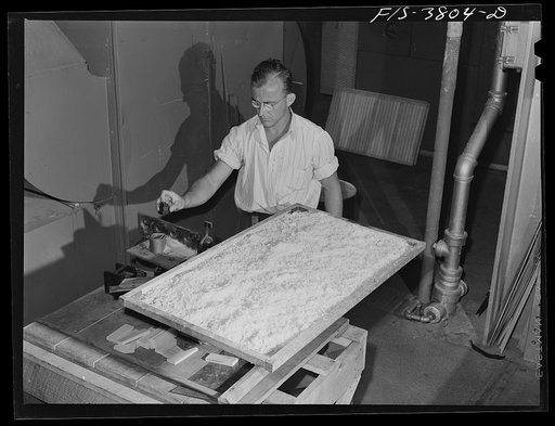 Weighing dehydrated potatoes to determine rate of dehydration degree. Regional agricultural research laboratory, Albany, California