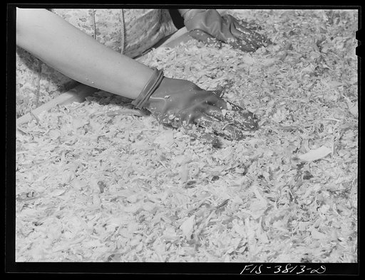 Spreading shredded cabbage on trays before placing in drying cabinet for dehydration. Regional agricultural research laboratory, Albany, California