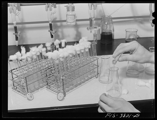 Pouring sample to be used in microbiological titration of vitamins in dehydrated vegetables. Regional agricultural research laboratory, Albany, California