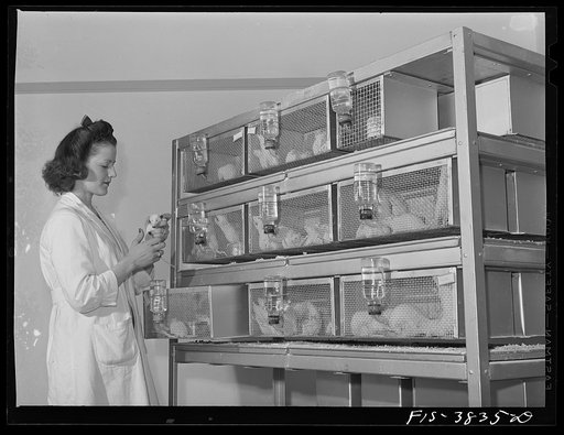 Cages of white rats, which are used in bio-assay of vitamins in dehydrated eggs. Regional agricultural research laboratory, Albany, California