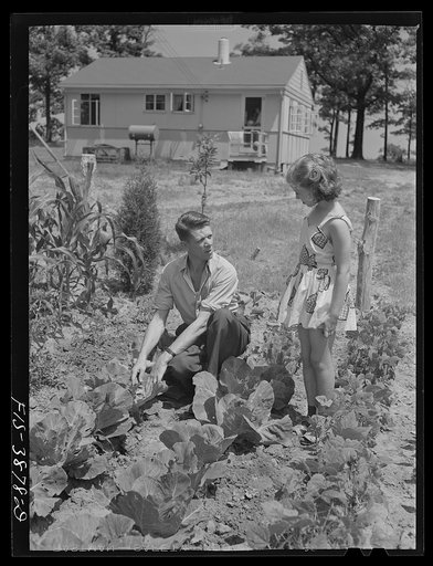 Untitled photo, possibly related to: Sheffield, Alabama (Tennessee Valley Authority (TVA)). Kenneth C. Hall and family discuss their victory garden