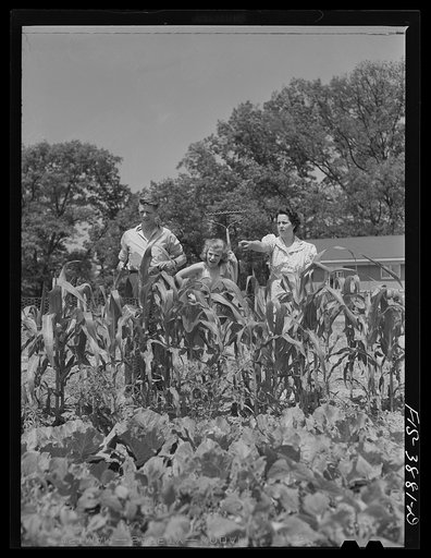 Sheffield, Alabama (Tennessee Valley Authority (TVA)). Kenneth C. Hall and family discuss their victory garden