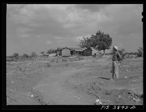 Lauderdale County, Alabama. Tennessee Valley Authority (TVA). Julien H. Case inspecting a terrace. Sharecropper's house in the background