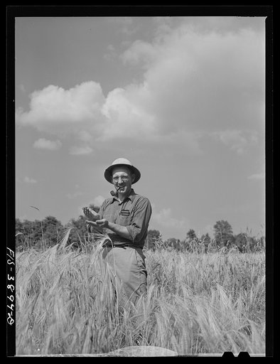 Untitled photo, possibly related to: Lauderdale County, Alabama. Tennessee Valley Authority (TVA). Small grains and hay are Julien H. Chase's chief crops