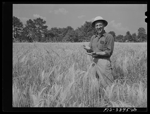 Lauderdale County, Alabama. Tennessee Valley Authority (TVA). Small grains and hay are Julien H. Chase's chief crops