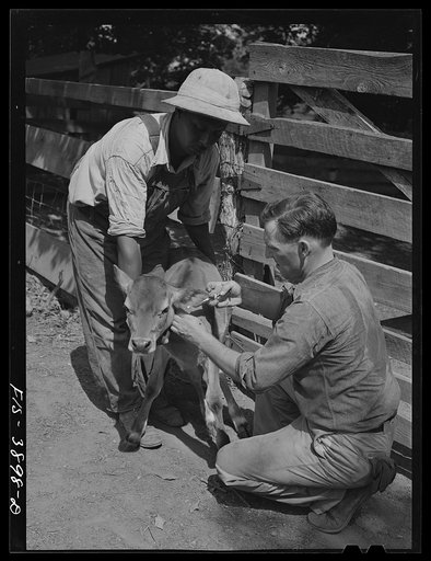 Untitled photo, possibly related to: Lauderdale County, Alabama. Tennessee Valley Authority (TVA). Julien H. Chase innoculating a calf