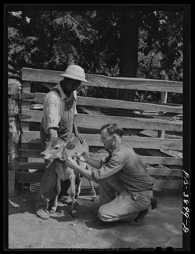 Lauderdale County, Alabama. Tennessee Valley Authority (TVA). Julien H. Chase innoculating a calf