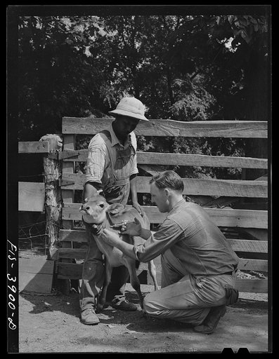 Untitled photo, possibly related to: Lauderdale County, Alabama. Tennessee Valley Authority (TVA). Julien H. Chase innoculating a calf