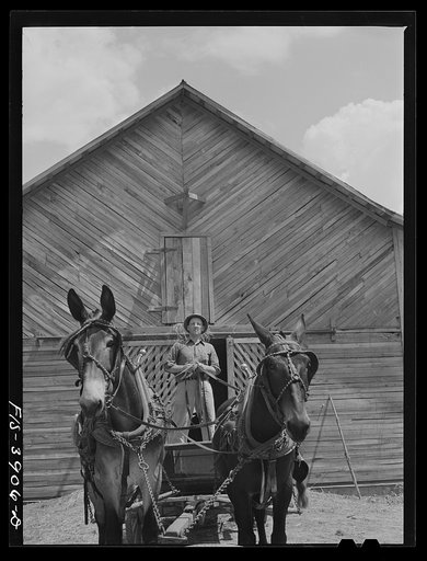 Lauderdale County, Alabama. Tennessee Valley Authority (TVA). Julien H. Case driving his team of mules