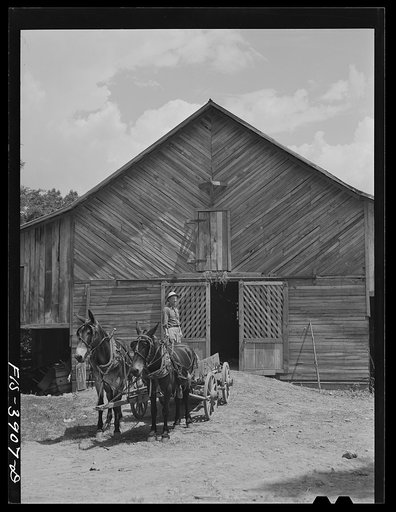 Untitled photo, possibly related to: Lauderdale County, Alabama. Tennessee Valley Authority (TVA). Julien H. Case driving his team of mules
