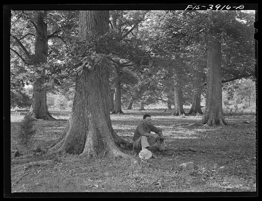 Lauderdale County, Alabama. Tennessee Valley Authority (TVA). Julien H. Case resting in the shade of one of the 100 year-old white oaks on his farm