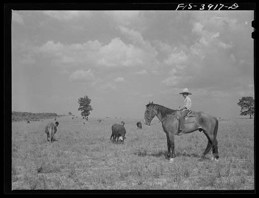 Lauderdale County, Alabama. Tennessee Valley Authority (TVA). Cattle on the Julien H. Case farm