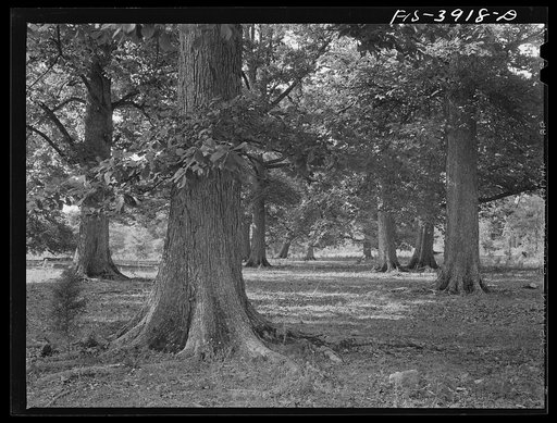 Lauderdale County, Alabama. Tennessee Valley Authority (TVA). Half of Julien H. Case's 500 acre farm is in woodland