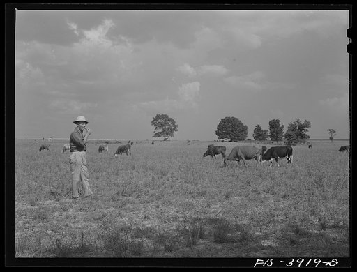 Lauderdale County, Alabama. Tennessee Valley Authority (TVA). Julien H. Case looking over some of his cattle