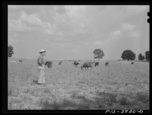 Untitled photo, possibly related to: Lauderdale County, Alabama. Tennessee Valley Authority (TVA). Julien H. Case looking over some of his cattle