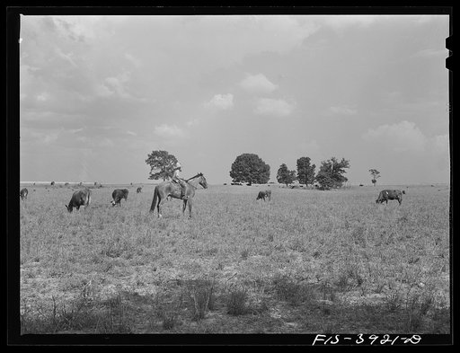 Untitled photo, possibly related to: Lauderdale County, Alabama. Tennessee Valley Authority (TVA). Cattle on Julien H. Case's farm