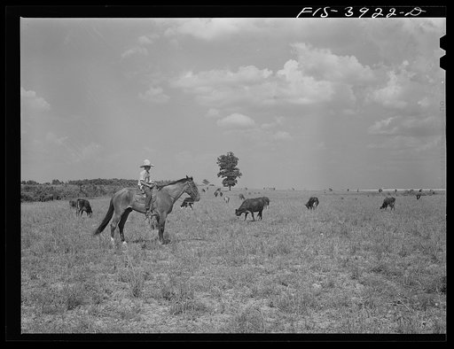 Lauderdale County, Alabama. Tennessee Valley Authority (TVA). Cattle on Julien H. Case's farm